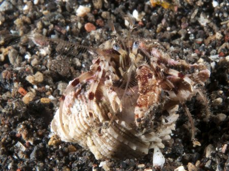 Diogenes leptocerus, Andrey Ryanskiy