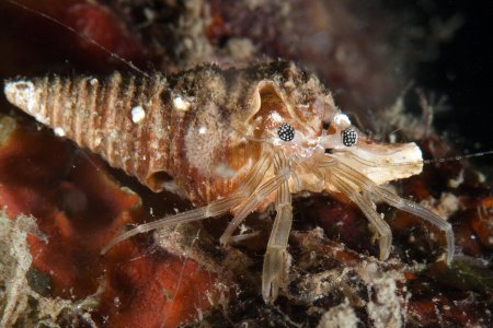 Pagurixus rubrovittatus, Andrey Ryanskiy