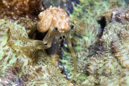 Pagurixus rubrovittatus, Andrey Ryanskiy