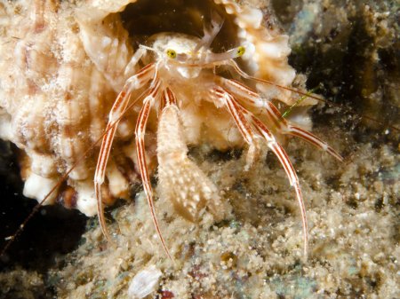 Pylopaguropsis fimbriata, Andrey Ryanskiy