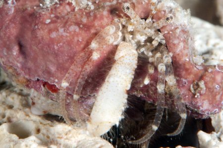 Turleania saliens, Andrey Ryanskiy