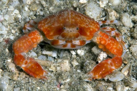 Urnalana purarensis, Andrey Ryanskiy