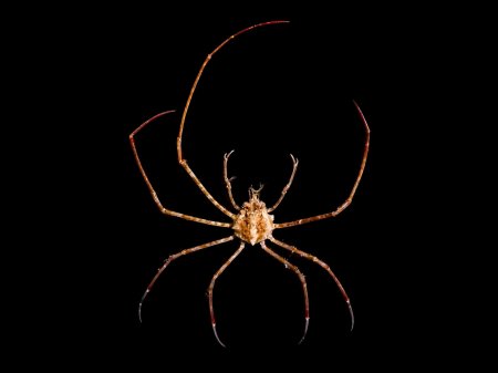 Phalangipus longipes, Chi-Le Hung 2025/09/30