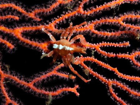 Xenocarcinus depressus, Andrey Ryanskiy