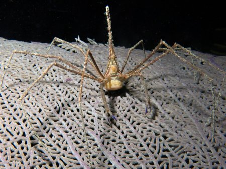 Stenorhynchus seticornis, Mickey Charteris