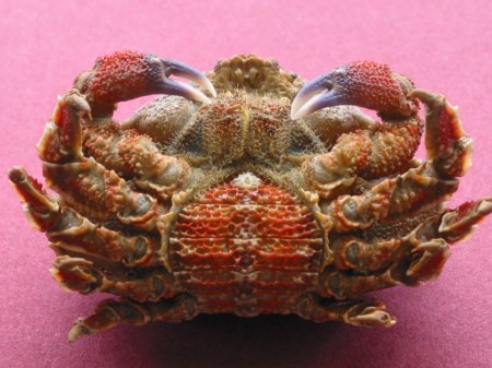 Eurynolambrus australis, Colin Mclay