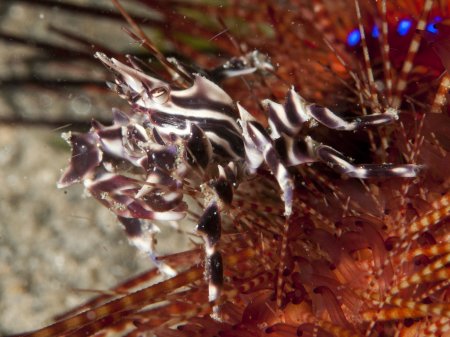 Zebrida adamsii, Andrey Ryanskiy