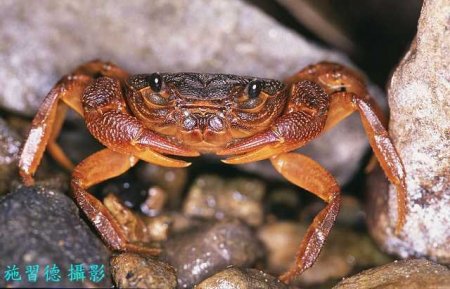 Candidiopotamon rathbunae, Hsi-Te Shih