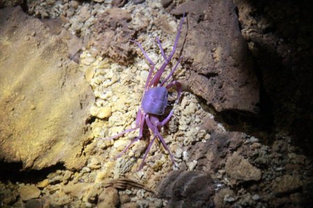 Erebusa calobates, Weerachart Rimsakul