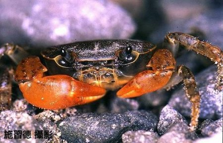 Geothelphusa eucrinodonta, Hsi-Te Shih