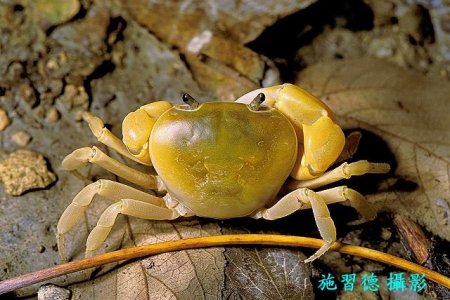 Geothelphusa makatao, Hsi-Te Shih