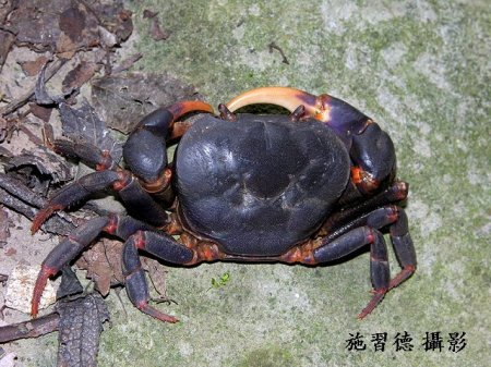 Geothelphusa miyazakii, Hsi-Te Shih