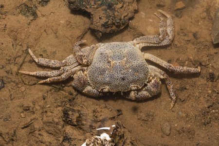 Sinopotamon kwanhsienense, Xu Yiyang 灌县华溪蟹