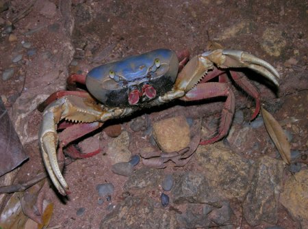 Cardisoma crassum, Arthur Anker