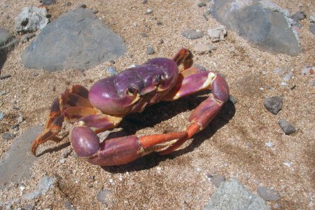 Johngarthia lagostoma, Luis Felipe Mayorga Instituto de Pesquisa e Reabilitação  de Animais Marinhos - IPRAM