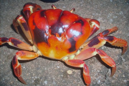 Johngarthia lagostoma, Luis Felipe Mayorga Instituto de Pesquisa e Reabilitação  de Animais Marinhos - IPRAM