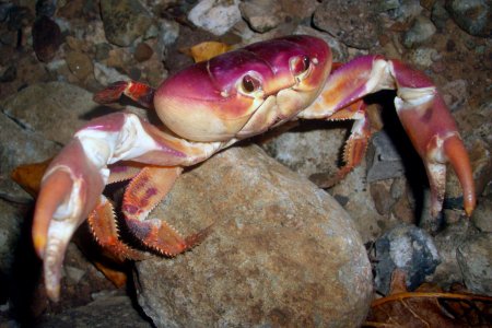 Johngarthia lagostoma, Luis Felipe Mayorga Instituto de Pesquisa e Reabilitação  de Animais Marinhos - IPRAM