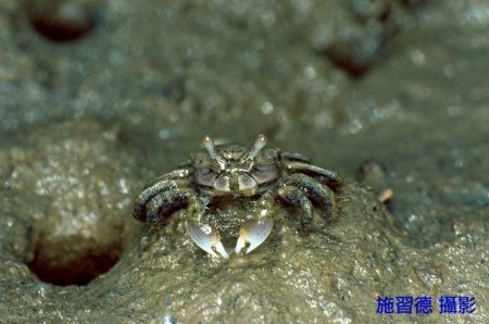 Ilyoplax formosensis, Hsi-Te Shih