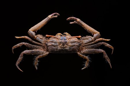 Macrophthalmus brevis, Kiran V