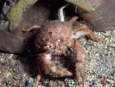 Lauridromia intermedia, Andrey Ryanskiy