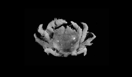 Lewindromia unidentata, Colin Mclay McLay, C.L. (1993) Crustacea Decapoda: the sponge crabs (Dromiidae) of New Caledonia and the Philippines with a review of the genera