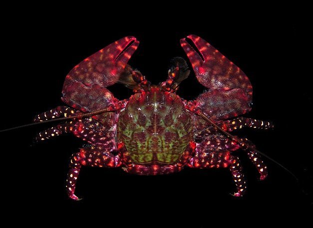 Allopetrolisthes spinifrons, Arthur Anker