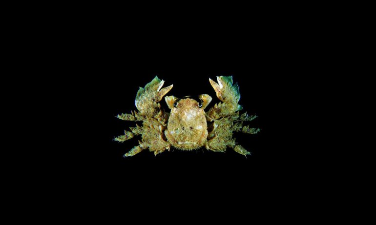 Petrolisthes tomentosus, Tin-Yam Chan 上傳(TaiBNET)