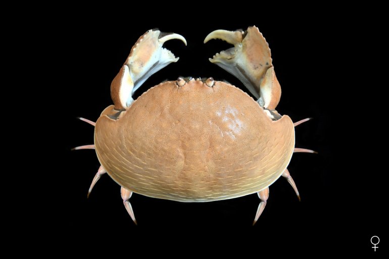 Calappa calappa, Ondřej Radosta
