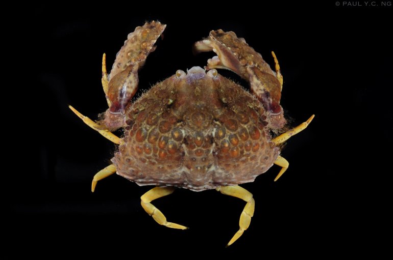 Calappa liaoi, Paul Ng