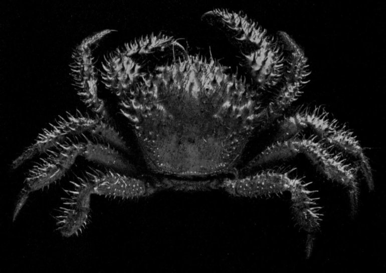 Hypothalassia armata, G.C. Clutton Rathbun, M.J. (1923) Report on the crabs obtained by the F.I.S. “Endeavour” on the coasts of Queensland, New South Wales, Victoria, South Australia and Tasmania. Report on the Brachyrhyncha, Oxystomata and Dromiacea
