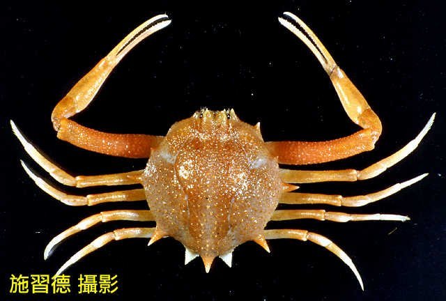 Arcania undecimspinosa, Hsi-Te Shih