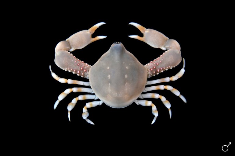 Leucosia formosensis, Ondřej Radosta