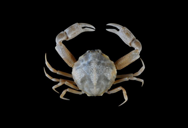 Pyrhila carinata, Yi-Jia Shih