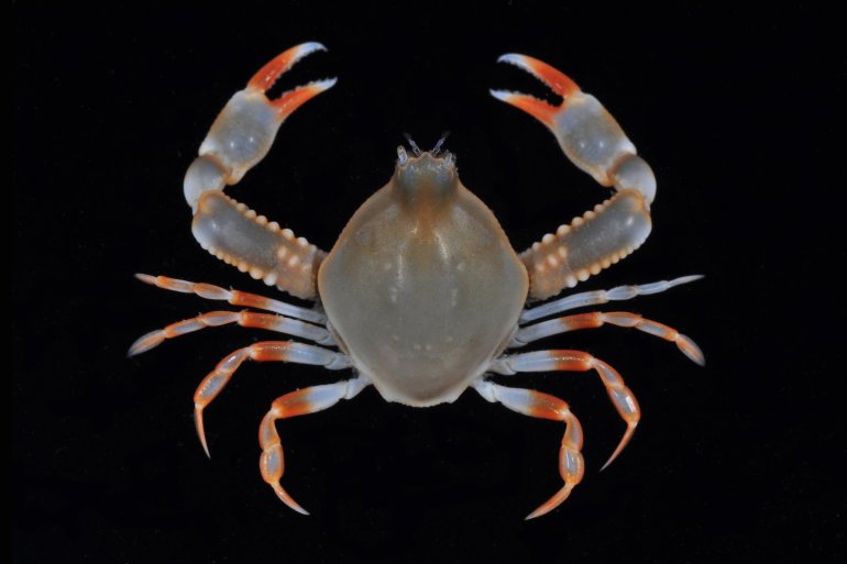 Seulocia gagulae, Arthur Anker Florida Museum of natural history