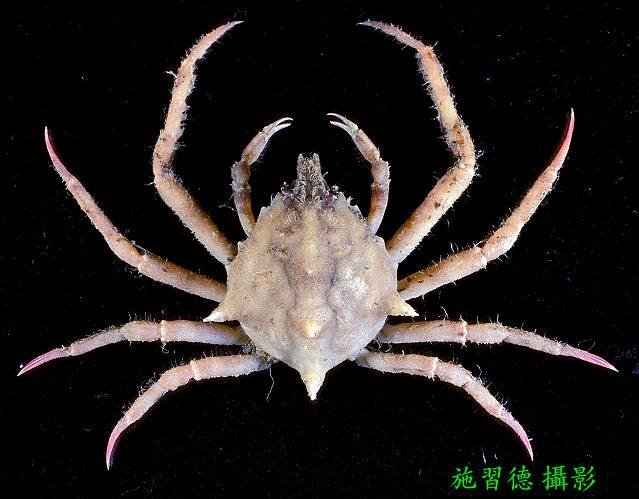 Doclea canalifera, Hsi-Te Shih