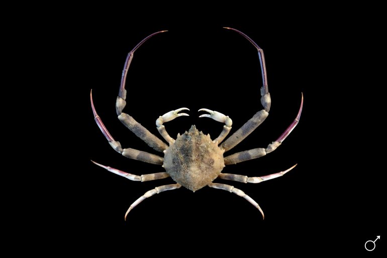 Doclea rissoni, Ondřej Radosta