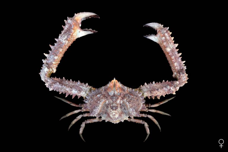Enoplolambrus validus, Ondřej Radosta