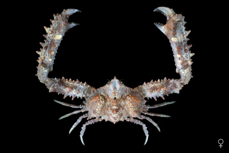 Enoplolambrus validus, Ondřej Radosta