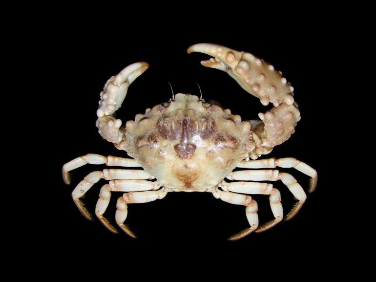 Halimede tyche, Khaled al Khafaji New Records of Crabs: Halimede tyche (Herbst, 1801)(Crustacea: Decapoda) from Iraqi Coast, Iraq