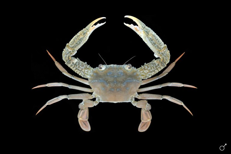 Charybdis (Goniohellenus) truncata, Ondřej Radosta