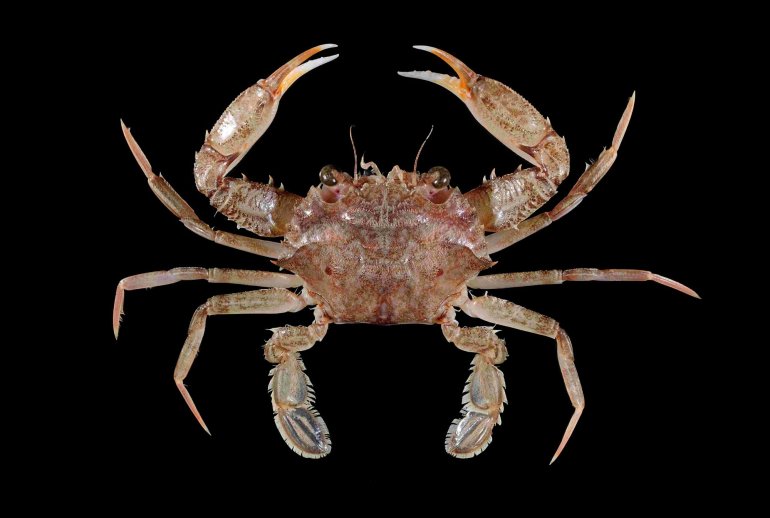 Charybdis (Gonioneptunus) bimaculata, Tin-Yam Chan National Taiwan Ocean University