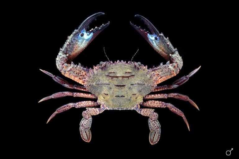 Charybdis natator, Ondřej Radosta