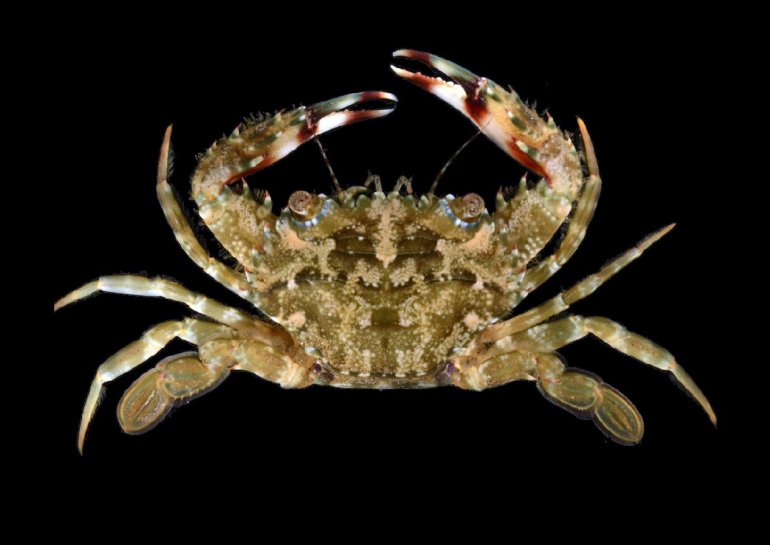 Charybdis orientalis, Gustav Paulay From Molecular phylogenetics of swimming crabs (Portunoidea Rafinesque, 1815)