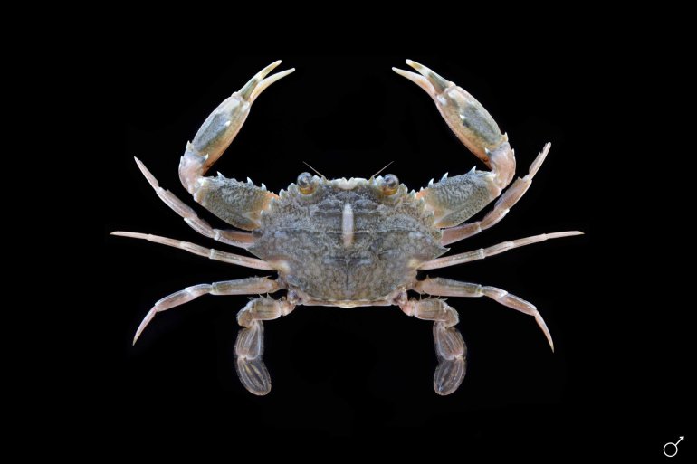 Charybdis variegata, Ondřej Radosta