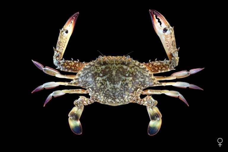 Portunus reticulatus, Ondřej Radosta