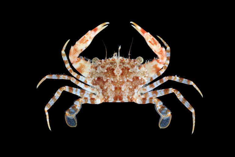 Thalamita mitsiensis, Gustav Paulay // Arthur Anker