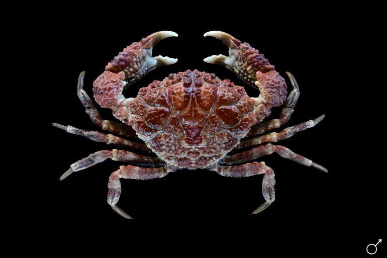 Demania reynaudii, Ondřej Radosta