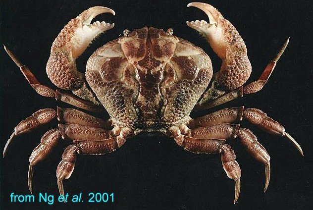 Demania toxica, Hsi-Te Shih