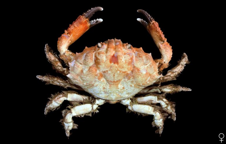 Etisus bargibanti, Ondřej Radosta