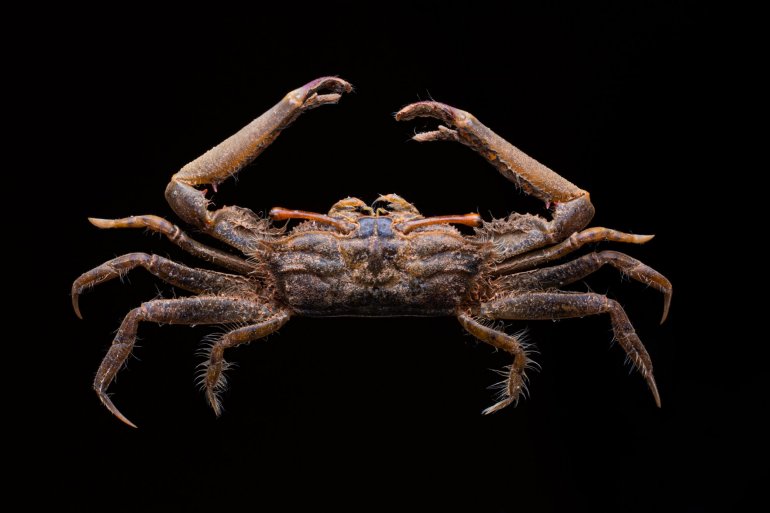 Macrophthalmus brevis, Kiran V
